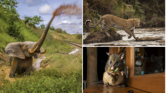 Incredible images from Wildlife Photographer of the Year 2023 are revealed, showcasing the beauty of nature.