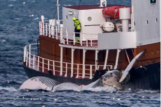 Iceland will resume whaling, despite opposition from animal rights activists.