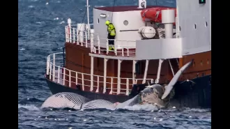 Iceland will resume whaling, despite opposition from animal rights activists.