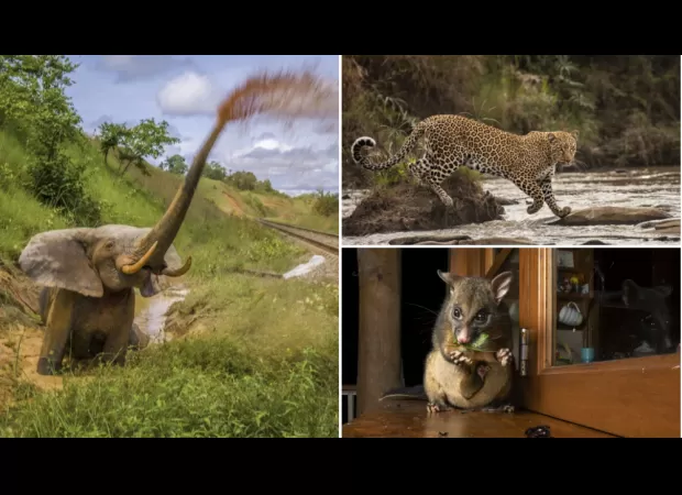 Incredible images from Wildlife Photographer of the Year 2023 are revealed, showcasing the beauty of nature.