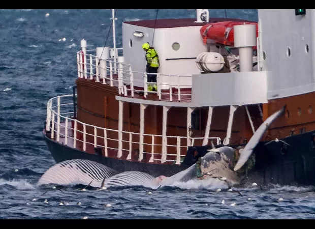 Iceland will resume whaling, despite opposition from animal rights activists.
