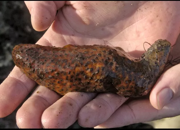 Smugglers caught with $10K of 