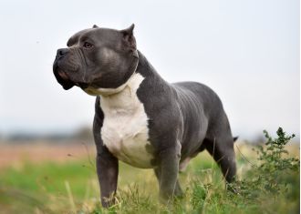 Farmer shot two large dogs after they killed 22 pregnant sheep.