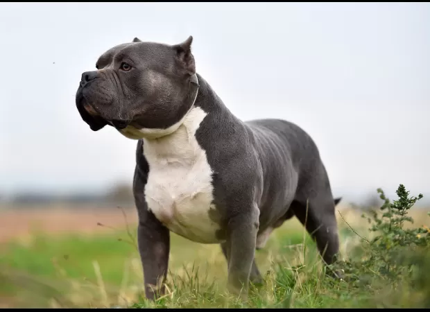 Farmer shot two large dogs after they killed 22 pregnant sheep.