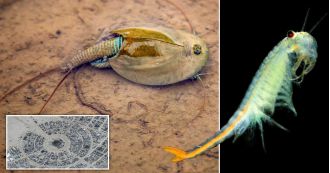 The three-eyed 'dinosaur shrimp' emerged when the Burning Man grounds were flooded, making them temporarily visible.
