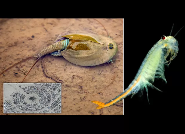 The three-eyed 'dinosaur shrimp' emerged when the Burning Man grounds were flooded, making them temporarily visible.