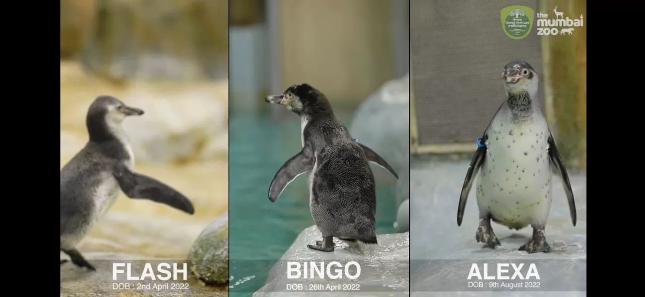 BMC spent ₹30 Cr in six years to maintain the penguins in Byculla Zoo, Mumbai.
