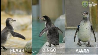 BMC spent ₹30 Cr in six years to maintain the penguins in Byculla Zoo, Mumbai.