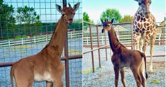Zoo has announced the name of its rare spotless giraffe calf - Ajabu.