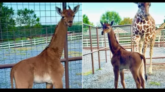Zoo has announced the name of its rare spotless giraffe calf - Ajabu.