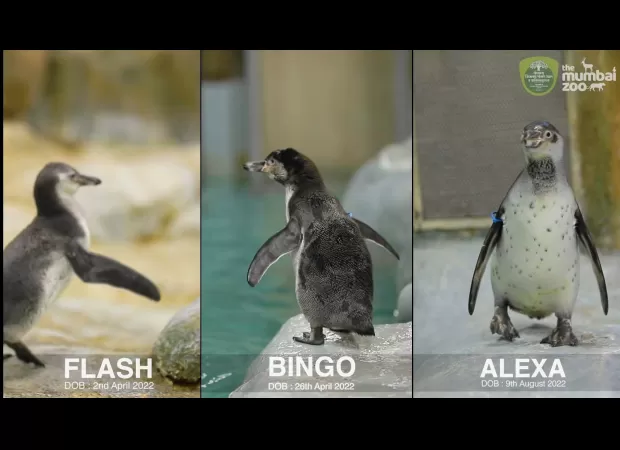 BMC spent ₹30 Cr in six years to maintain the penguins in Byculla Zoo, Mumbai.