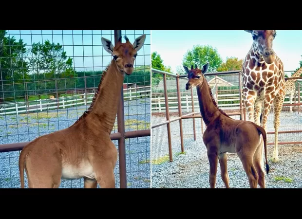 Zoo has announced the name of its rare spotless giraffe calf - Ajabu.