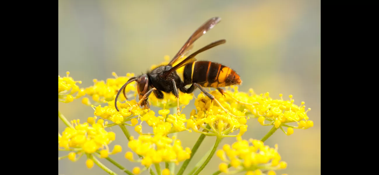 UK sightings of Asian hornets mapped as warnings issued to public.