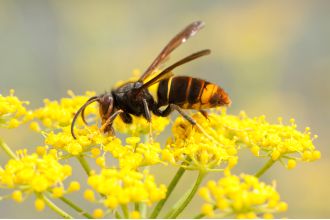 UK sightings of Asian hornets mapped as warnings issued to public.