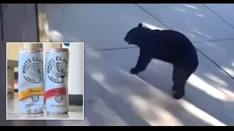 Bear raids house for White Claw, leaving with three cans in its three-legged grasp.