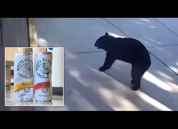 Bear raids house for White Claw, leaving with three cans in its three-legged grasp.