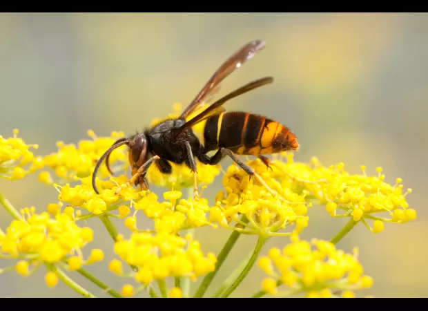 UK sightings of Asian hornets mapped as warnings issued to public.