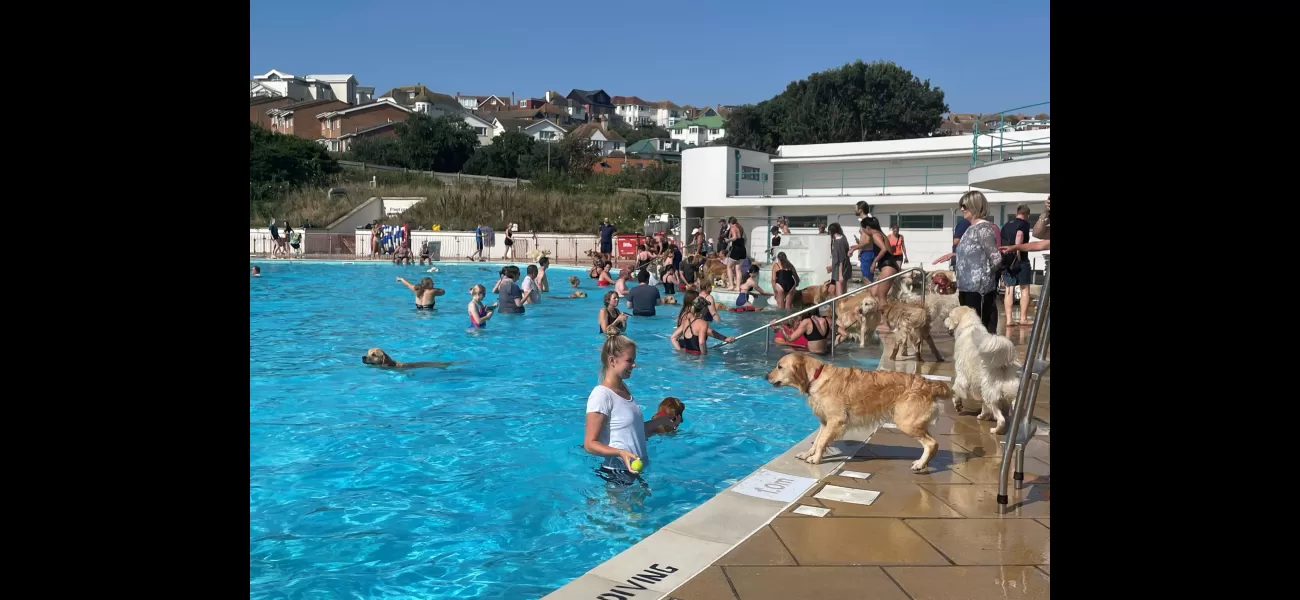 Golden retrievers enjoy cooling off in the heatwave by visiting the lido.