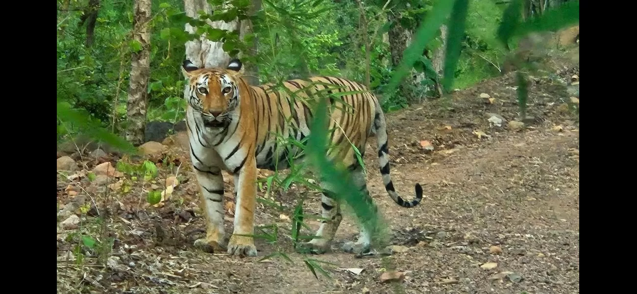 Tourism at tiger reserves in Bhopal is putting a strain on natural resources.