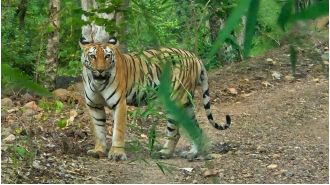 Tourism at tiger reserves in Bhopal is putting a strain on natural resources.