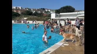 Golden retrievers enjoy cooling off in the heatwave by visiting the lido.