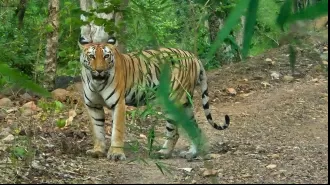Tourism at tiger reserves in Bhopal is putting a strain on natural resources.