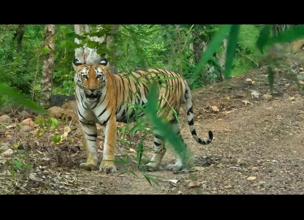 Tourism at tiger reserves in Bhopal is putting a strain on natural resources.