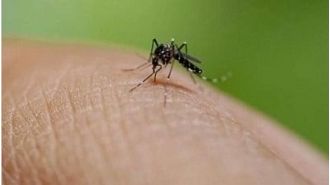 8 new cases of dengue reported in Indore, taking total to 113.