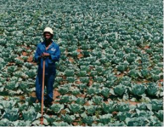 $11M raised to support Black agricultural businesses and farmers.
