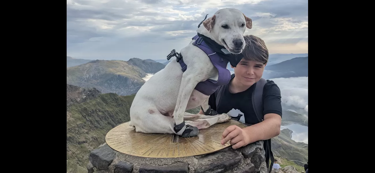 A dog rescued from a shelter has become the first to ascend Mount Snowdon in a wheelchair.