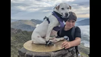A dog rescued from a shelter has become the first to ascend Mount Snowdon in a wheelchair.