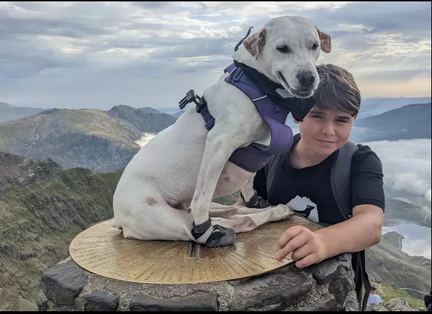 A dog rescued from a shelter has become the first to ascend Mount Snowdon in a wheelchair.