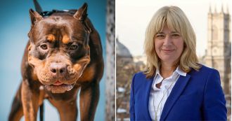 Chief vet says American XL bully breed won't be euthanized.