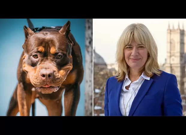 Chief vet says American XL bully breed won't be euthanized.