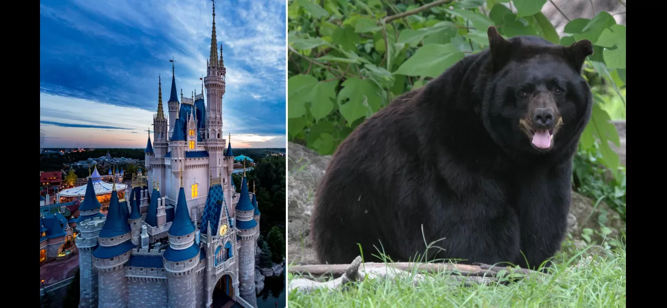 Bear climbs tree near Disney World, causing Magic Kingdom to close.