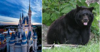 Bear climbs tree near Disney World, causing Magic Kingdom to close.