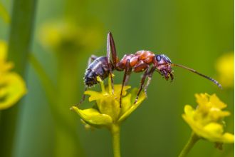 Parasites that control ants' minds, turning them into 