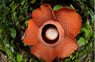 This plant smells terrible, but it must be saved from disappearing forever.