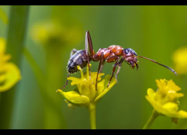 Parasites that control ants' minds, turning them into 