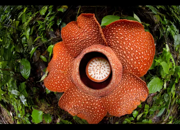 This plant smells terrible, but it must be saved from disappearing forever.