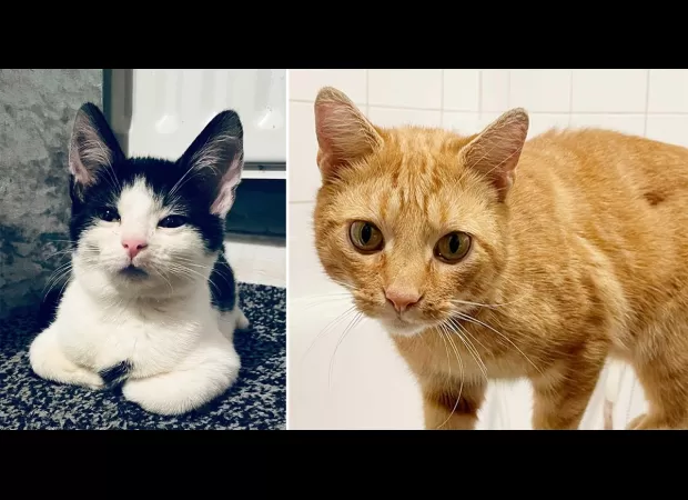 Rottweilers attacked cats in presence of kids, resulting in their deaths.