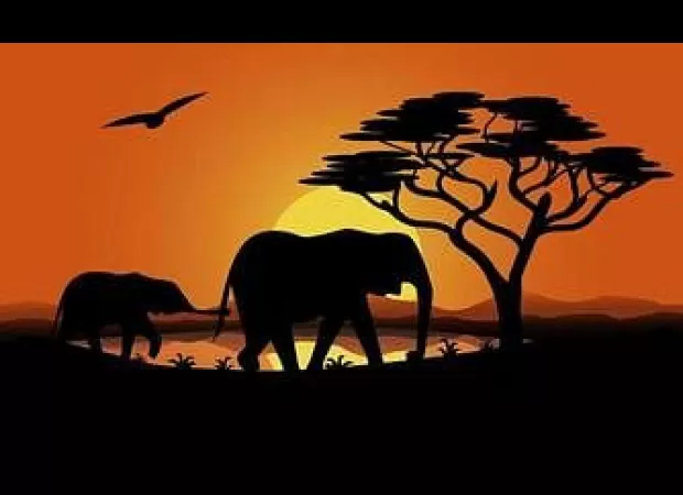 MP Forest Wildlife Wing has no record of wildlife clearance for the past 10 years, per RTI.