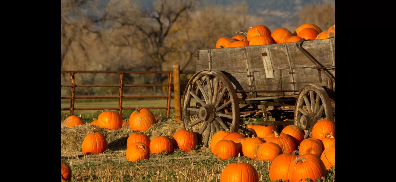 Explore these top pumpkin patches for fun fall activities.