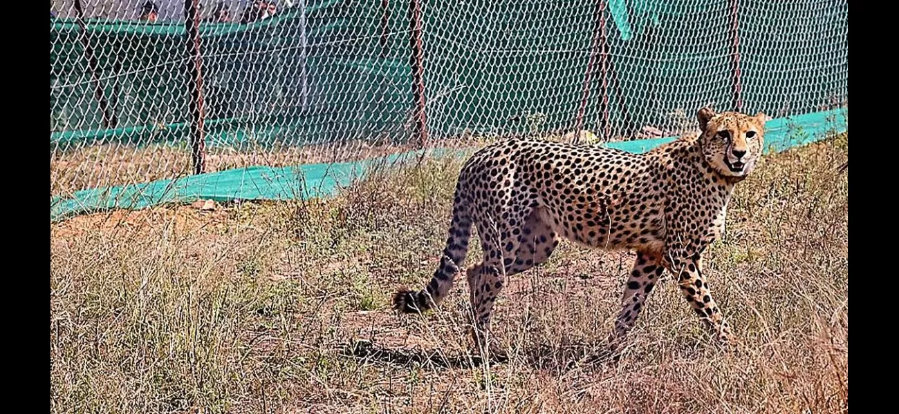 Veera is one of 12 cheetahs released into a special area to help them adjust to being in the wild.