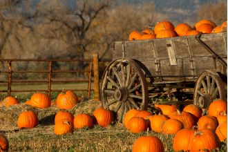 Explore these top pumpkin patches for fun fall activities.