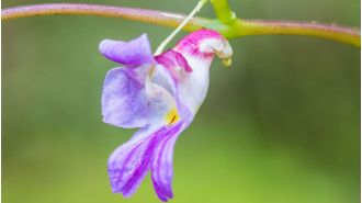 Old plants that look like animals, even ones you've never seen before!