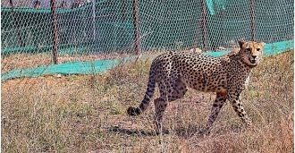 Veera is one of 12 cheetahs released into a special area to help them adjust to being in the wild.