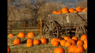 Explore these top pumpkin patches for fun fall activities.