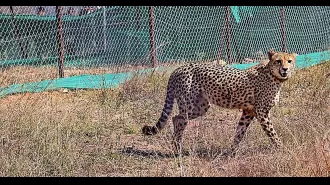 Veera is one of 12 cheetahs released into a special area to help them adjust to being in the wild.