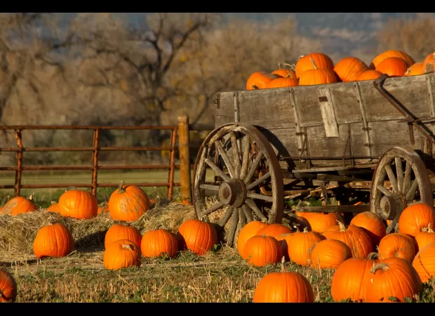 Explore these top pumpkin patches for fun fall activities.
